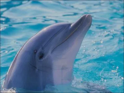 Comment dit-on 'dauphin', en anglais ?