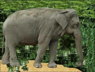 Comment dit-on 'lphant', en anglais ?