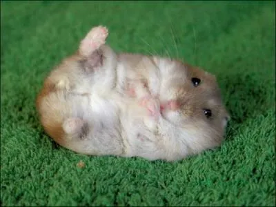 Comment dit-on 'hamster', en anglais ?