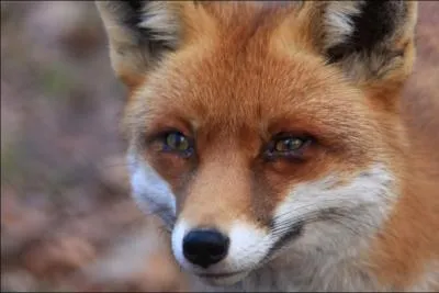 Comment dit-on 'renard', en anglais ?