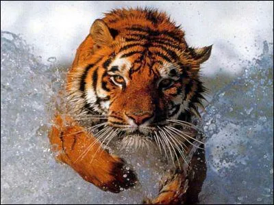 Comment dit-on 'tigre', en anglais ?