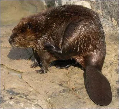 Comment dit-on 'castor', en anglais ?