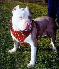 Quelle est la race de ce chien ?