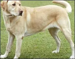 Quelle est la race de ce chien ?