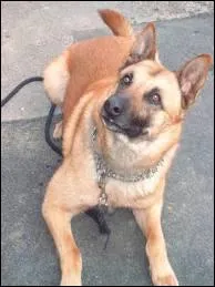 Quelle est la race de ce chien ?