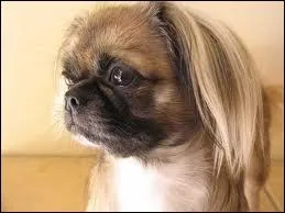 Quelle est la race de ce chien ?