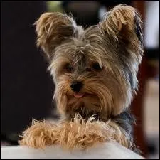 Quelle est la race de ce chien ?