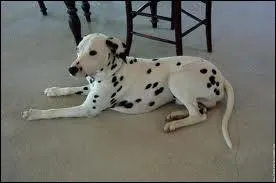 Quel est le race de ce chien ?