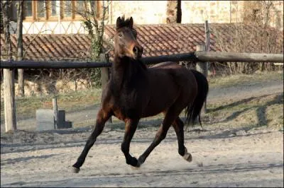 Quelle est cette robe ?