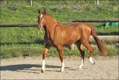 Quelle est cette robe ?