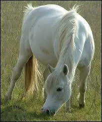 Quelle est la robe des poulains Camargue ?