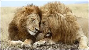 75 espces d'animaux, dont environ 50 mammifres et oiseaux, ont des comportements homosexuels.