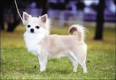 Quelle est cette race de chien ?