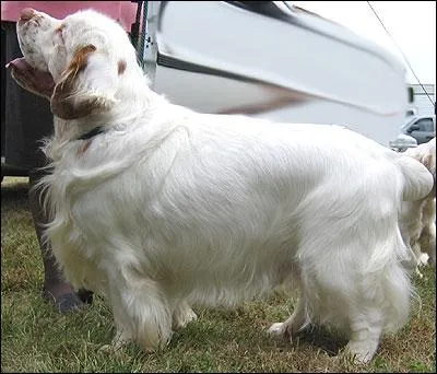 Quelle est cette race de chien ?