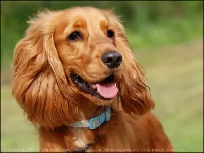 Quelle est cette race de chien ?