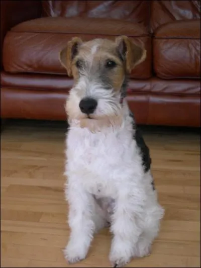 Quelle est cette race de chien ?