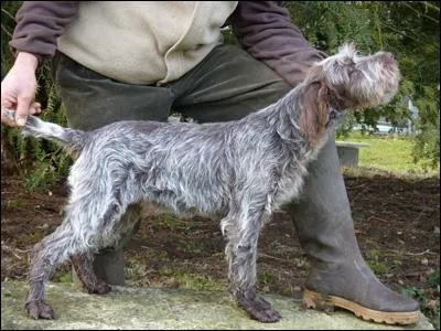 Quelle est cette race de chien ?