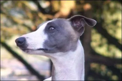 Quelle est cette race de chien ?