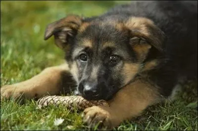 Quelle est cette race de chien ?