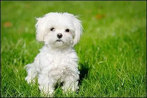 Quelle est cette race de chien ?