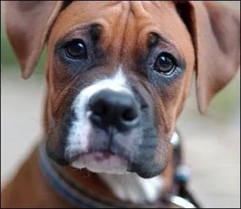 Quelle est cette race de chien ?