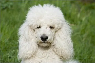 Quelle est cette race de chien ?