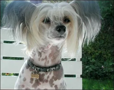 Quelle est cette race de chien ?