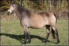 Quelle est la robe de ce cheval ?