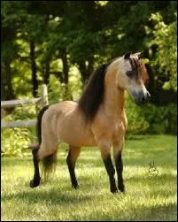 Quelle est la robe de ce cheval ?