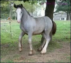 Quelle est la robe de ce cheval ?