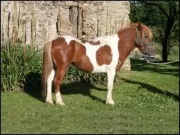 Quelle est la robe de ce cheval ?