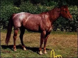 Quelle est la robe de ce cheval ?
