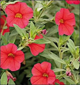 Plantes avec vos plants de pommes de terre, ces fleurs loigneront les doryphores :