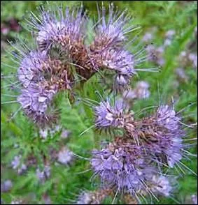 Cette plante mellifre attire galement les abeilles :