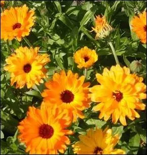 Autre plante mellifre trs efficace pour lutter contre les insectes nuisibles tels les vers de la tomate, les mouches blanches et les doryphores :