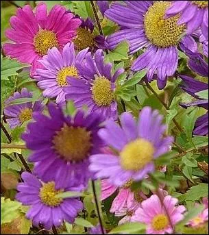 Cette astrace plante prs de vos choux loignera la chenille du chou :