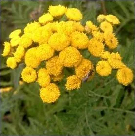 Quelques pieds de cette plante dans votre potager flatteront coccinelles, chrysopes ou gupes prdatrices :