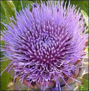 Et pour terminer ce parcours fleuri. A quelle plante appartient cette fleur ?