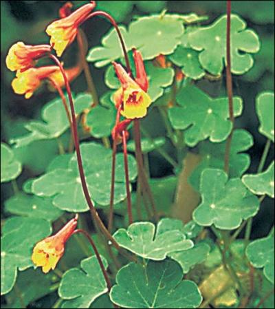 Cette fleur plante  proximit de vos lgumes, limitera les dgts commis par les pucerons :