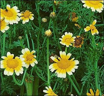 Ses fleurs jeunes se consomment en salades et peuvent aromatiser certains mets :