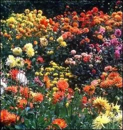 Cette plante tubreuse associe avec vos courgettes permettra de maintenir la fracheur aux pieds de ces lgumes :