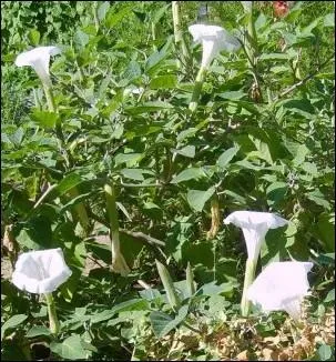Cette solanace non loin de vos pommes de terre en loignera les voraces doryphores :
