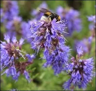 Vivace, cette plante mditerranenne  l'odeur agrable attirera toutes les abeilles et butineurs de votre secteur :