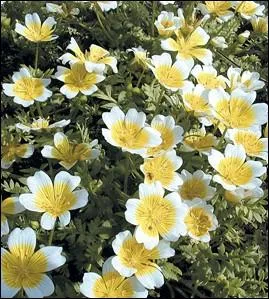 Appele par nos voisins anglais  oeuf sur le plat , cette fleur attirera papillons et oiseaux utiles pour la pollinisation :