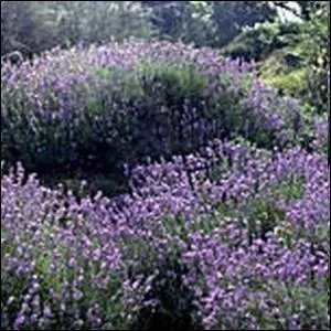 Un pied de cette plante au potager est galement un attrait pour tous les pollinisateurs :