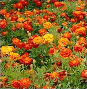 Appele galement   tagte   cette fleur intercale entre vos pieds de tomates diminueront les nmatodes du sol (vers) :