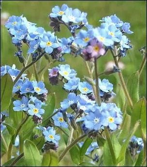 Quelques pieds de cette fleur auprs de vos framboisiers feront fuir le ver de la framboise :