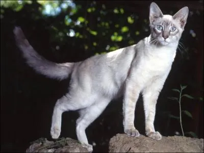 Quelle est cette race de chat ?