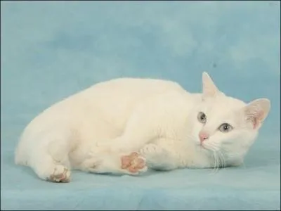 Quelle est cette race de chat ?