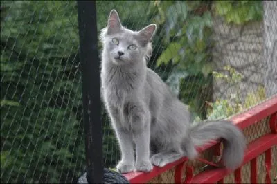 Quelle est cette race de chat ?